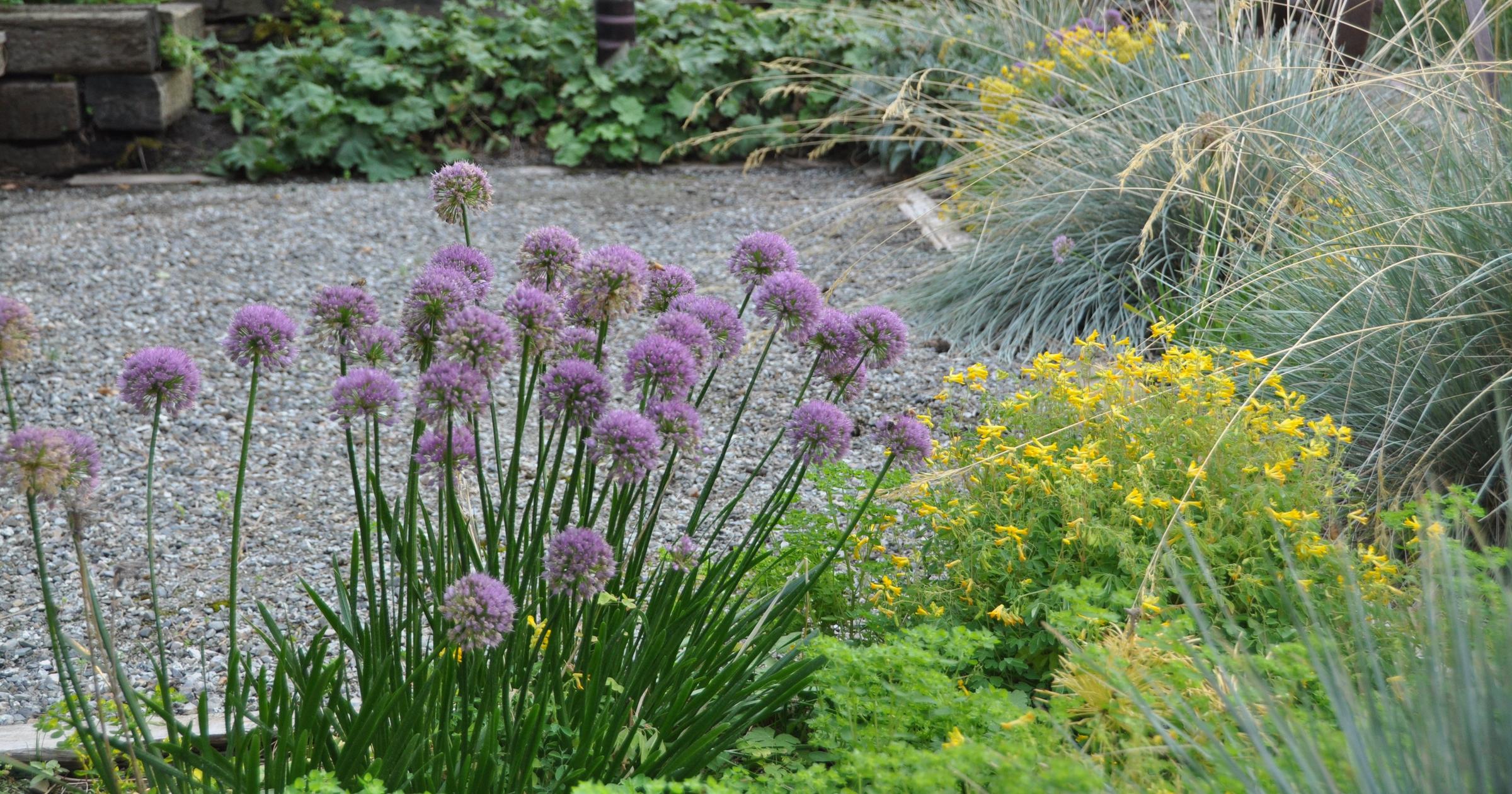 Gardening: Don't overlook late-blooming alliums