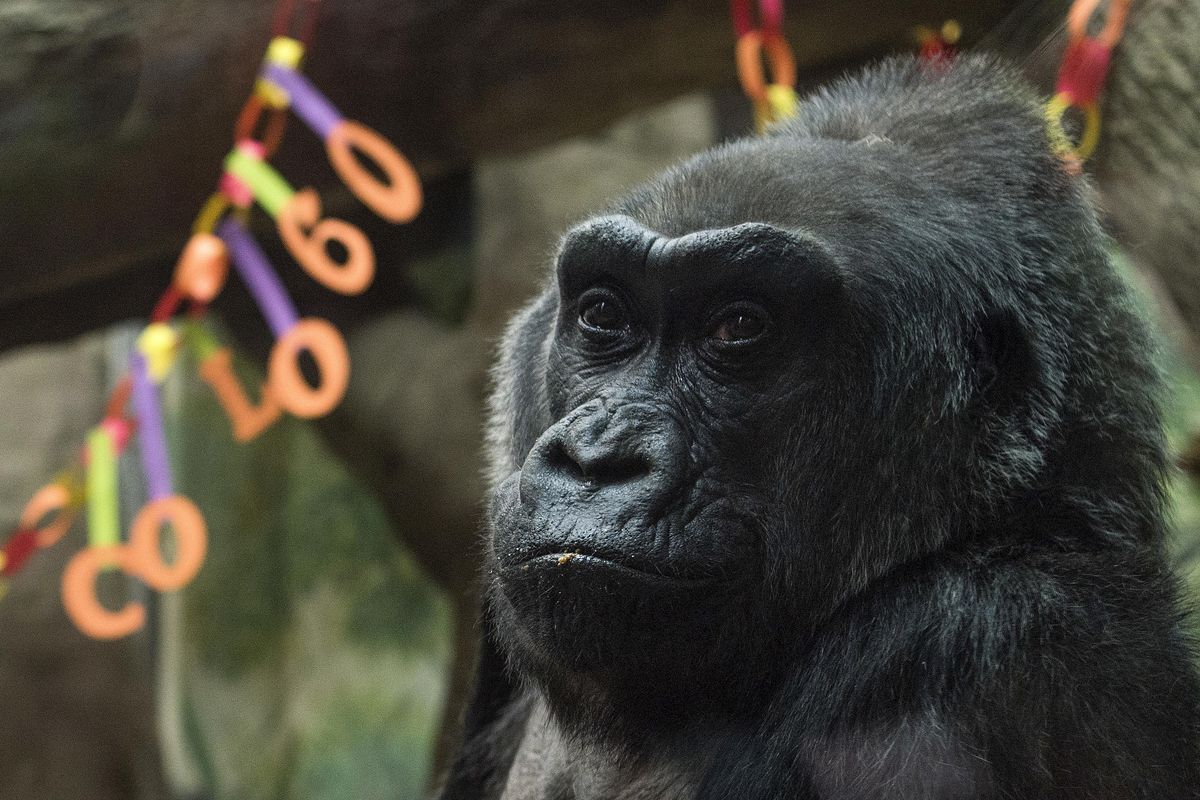 In this Dec. 22, 2016, file photo, Colo sits inside her enclosure during her 60th birthday party at the Columbus Zoo and Aquarium in Columbus, Ohio. The zoo said Tuesday, Jan. 17, 2017, that Colo has died. (Ty Wright / Associated Press)