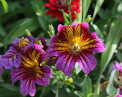 Painted tongue, or Salpiglossis, is both a beautiful annual and a wonderful cut flower. (SUSAN MULVIHILL/For The Spokesman-Review / SUSAN MULVIHILL/For The Spokesman-Review)