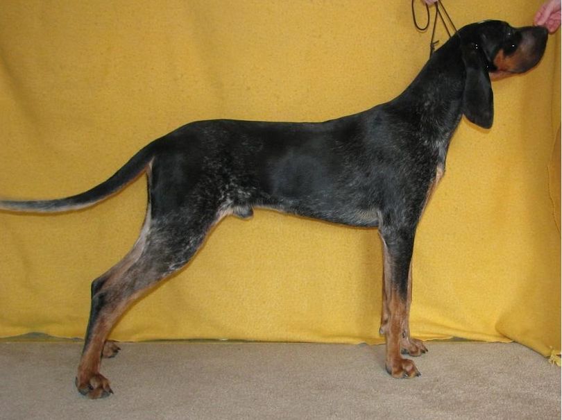 Rebel, a friendly male blue tick coonhound, was lost Jan. 22, 2012, while its owners were snowshoeing near Sherman Passs. He was wearing an orange collar. Owner:  Mariann Crooks,   email: Mendenhall_mini_farm@yahoo.com (Courtesy photo)