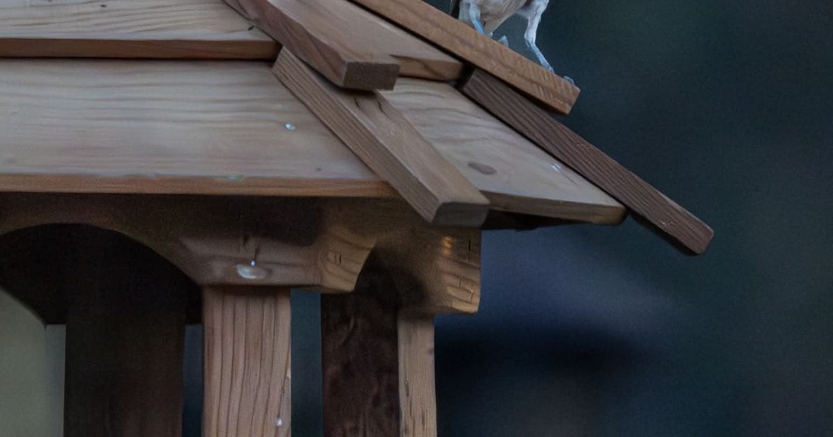 Cool Critters: Big appetites, bigger attitudes fuel springtime drama at bird feeders