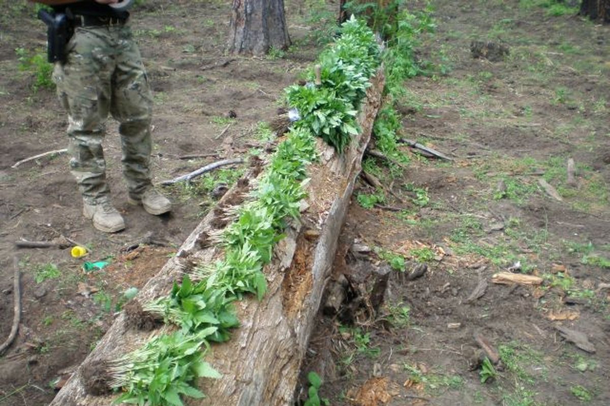 In this photo provided by the Oregon State Police, marijuana plants are seen at the site of a marijuana growing operation in Northeast Oregon on Friday, June 17, 2011. Oregon State Police said a raid in Wallowa County found more than 91,000 plants in a ravine with extensive terracing. Miles of plastic irrigation tubing was also found, along with weapons, food and supplies at campsites that could support growers for weeks. ( (AP photo/Oregon State Police))