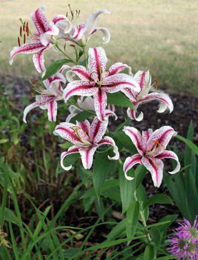 Oriental lilies have an intoxicating fragrance and are easy to grow. (Susan Mulvihill)
