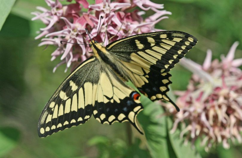 Old World swallowtail butterfly.  (John Baumann)