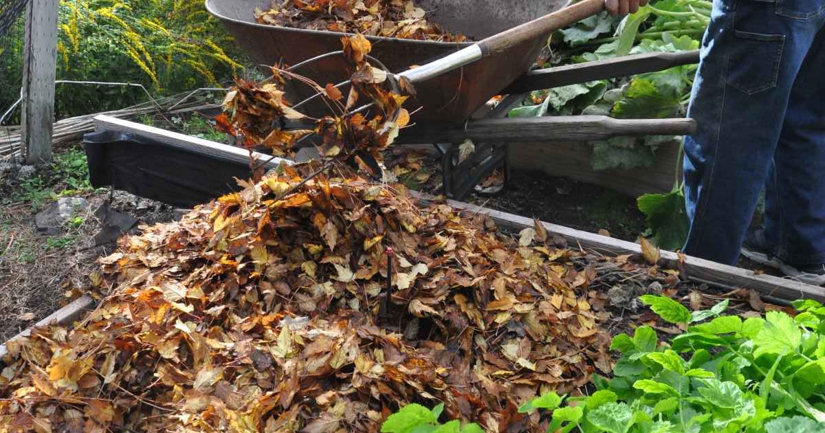 Gardening: Use fall leaves to keep weeds at bay
