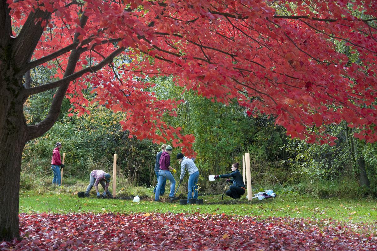 Volunteers plant trees Saturday along Garden Springs Creek near the John A. Finch Arboretum as part of Reforest Spokane Day. (Dan Pelle)
