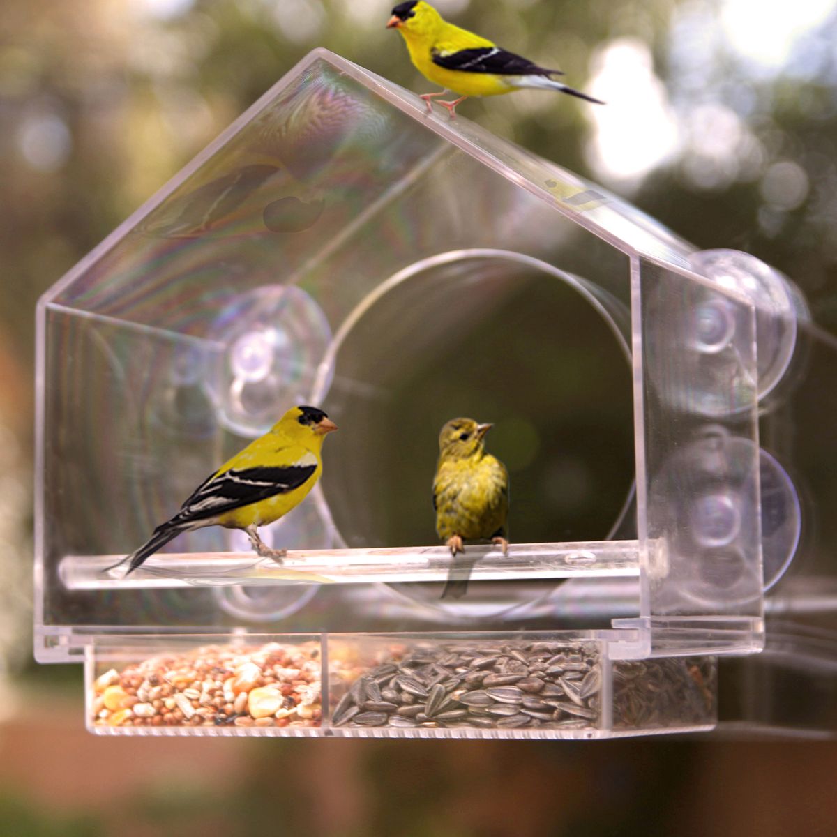 Make This Hanging Glass Bird Feeder to Attract Your Favorites