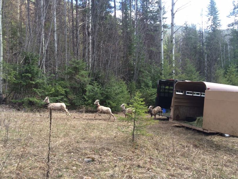 Ten bighorn sheep from the National Bison Range in Montana were released to the Hall Mountain area at Sullivan Lake on April 1, 2016, in a joint effort among the U.S. Fish and Wildlife Service, Kalispel Tribe and  Washington Department of Fish and Wildlife. (Bart George / Kalispel Tribe)