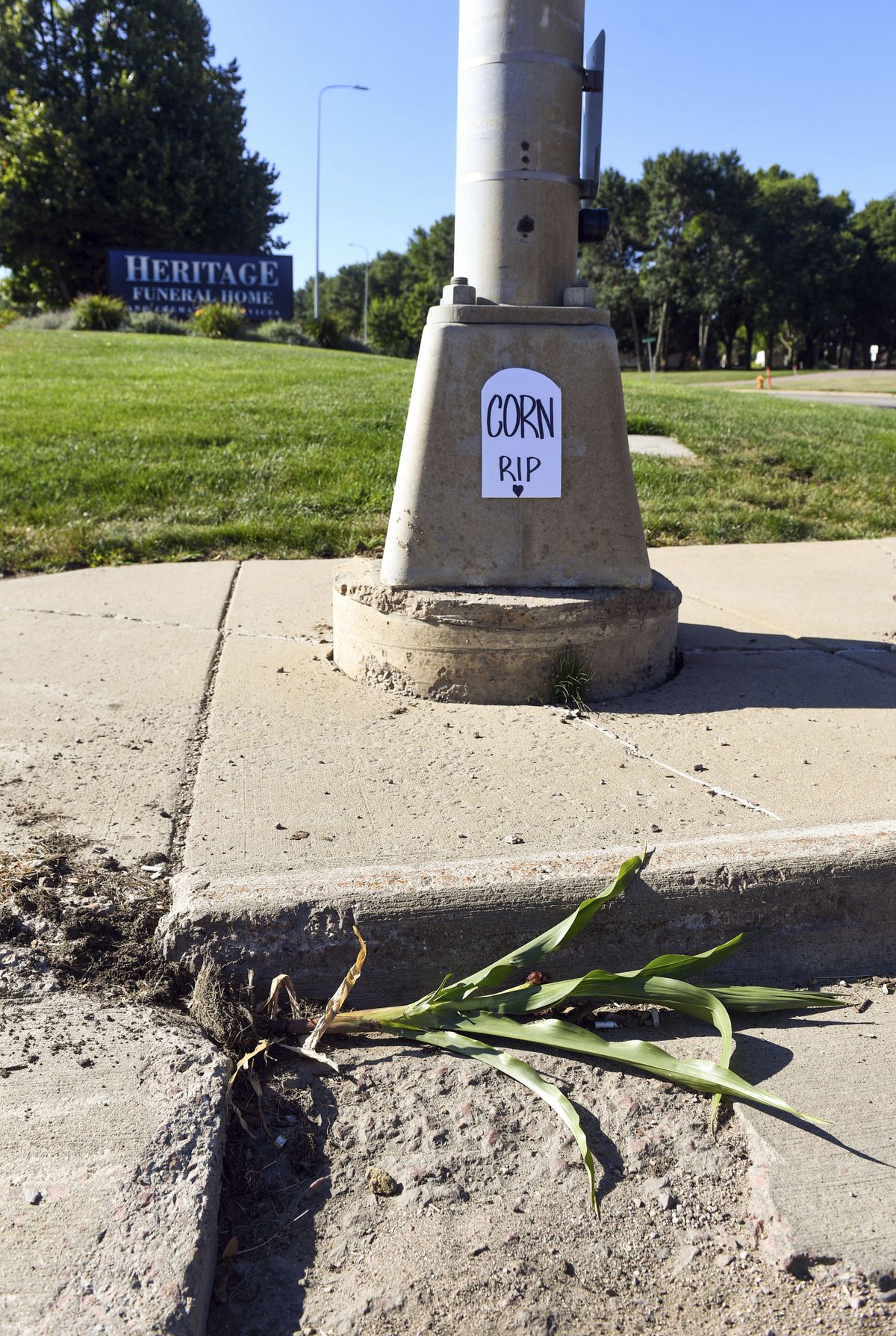 A cornstalk that was growing in a crack along 57th Street is uprooted Wednesday in Sioux Falls, S.D.  (Erin Bormett/Associated Press)