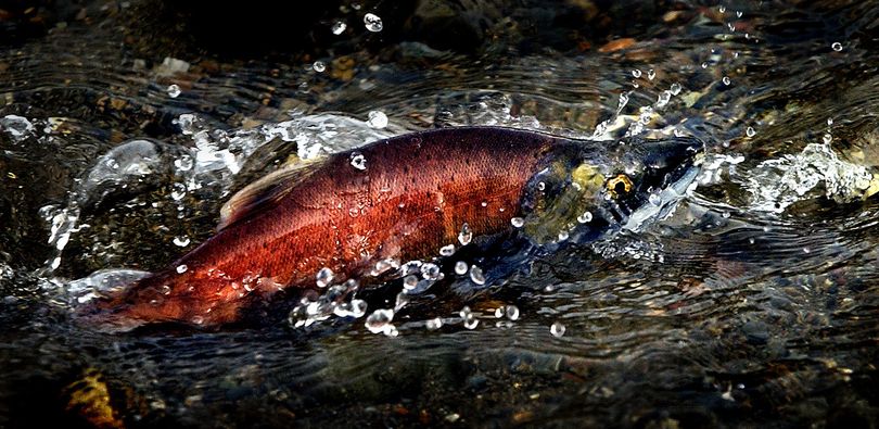 Caught in the act: When spawning kokanee salmon begin schooling in