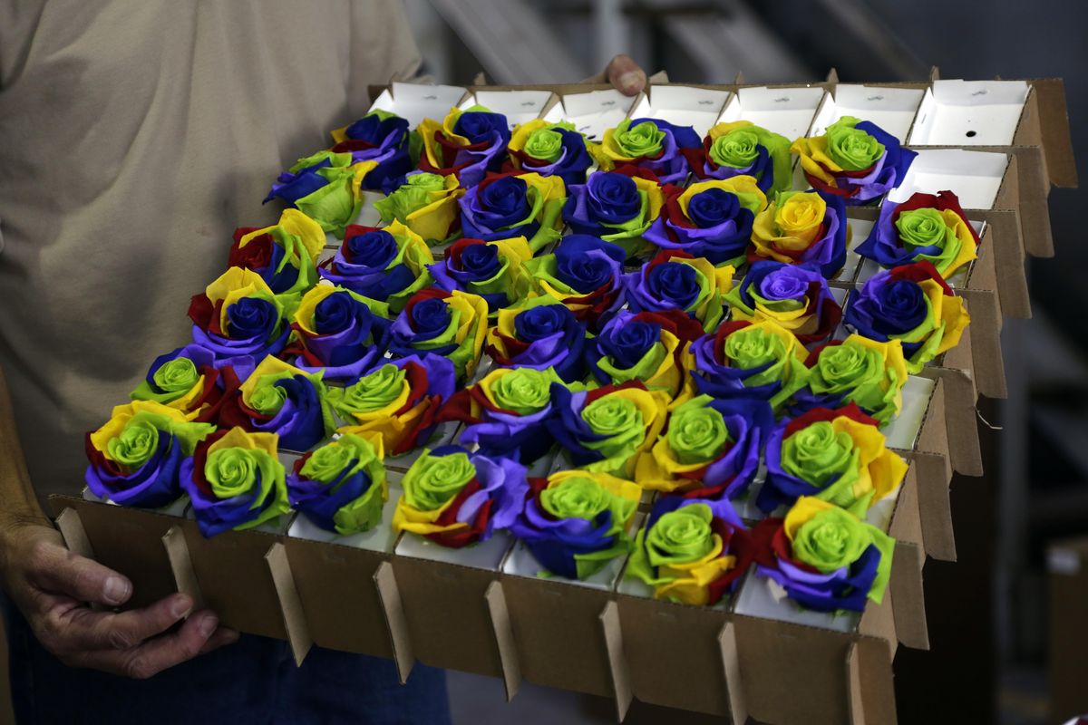 Multi-colored roses that were put through a chemical process to preserve and recolor them sit in a box at the flower farm Sisapamba in Tabacundo, Ecuador, on Feb. 8, 2018. (Associated Press)