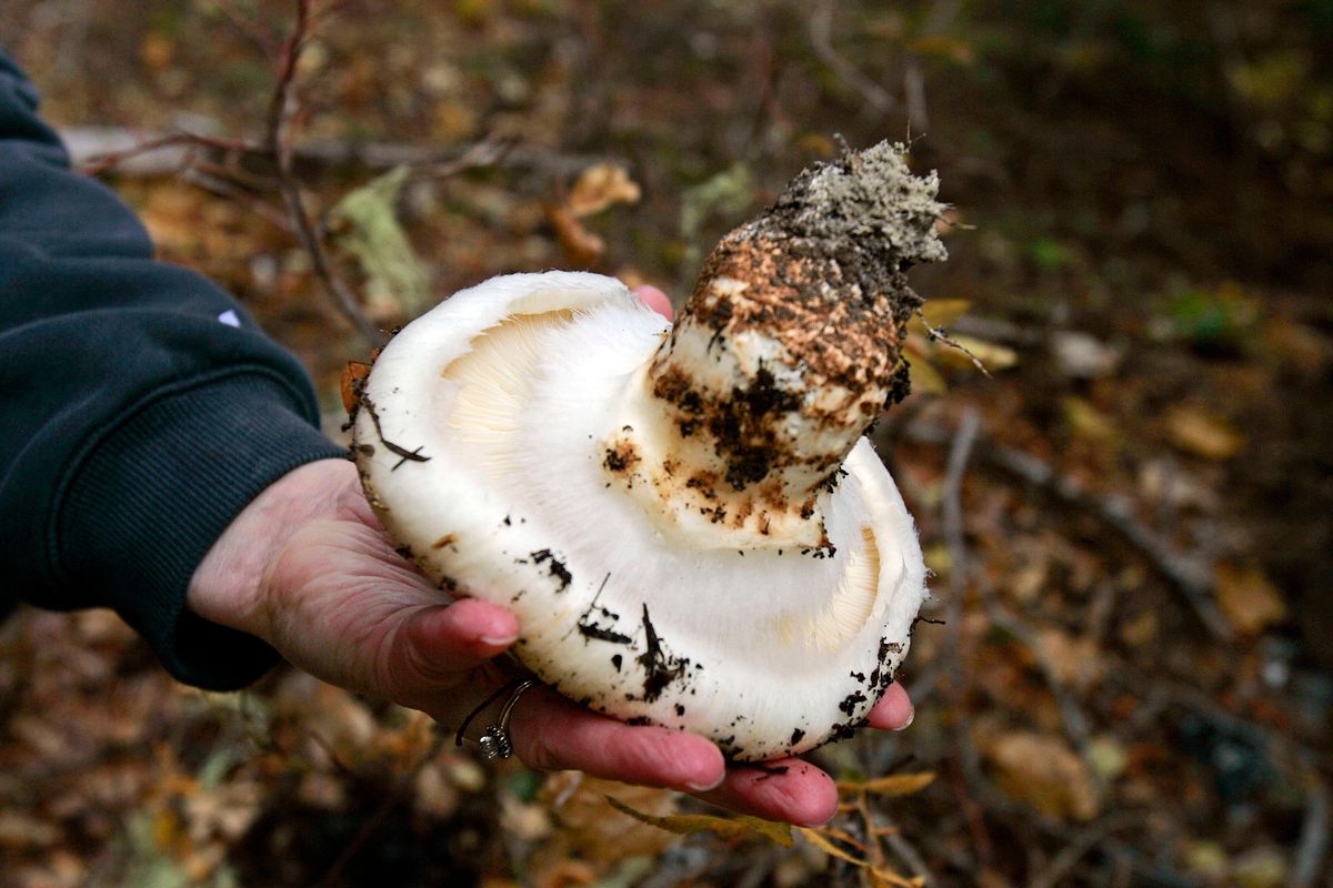 Above, a mature Matsutake grows as big as a hand, shown Nov. 4, 2008, in Cascade Foothills, Wash.  (Mark Harrison/Seattle Times)