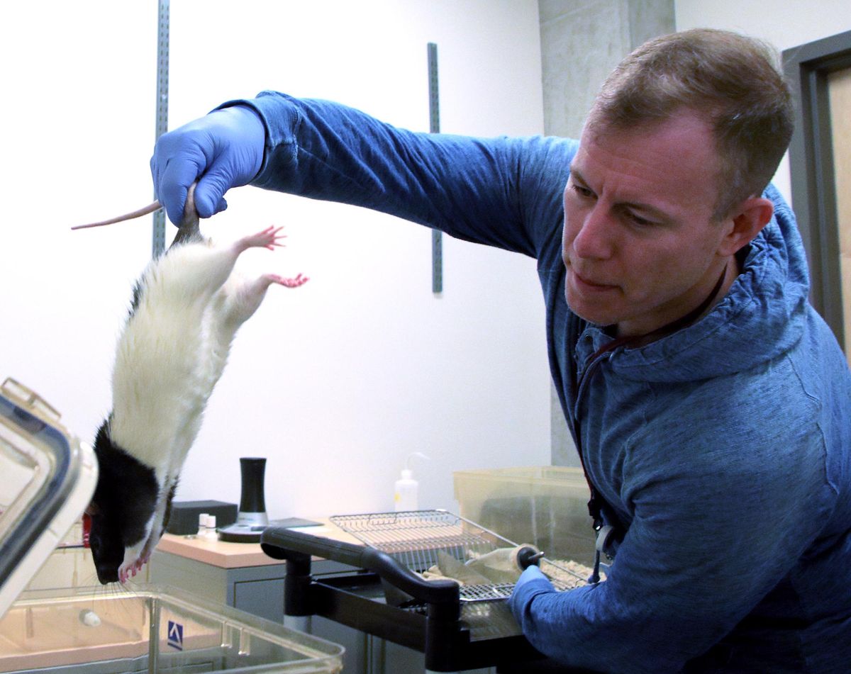 WSU researcher Jon Davis drops a rat into a tank, where he will “hotbox” it to study the effects of cannabis on feeding behavior. (Cody Cottier / Cody Cottier/For The Spokesman-Review)