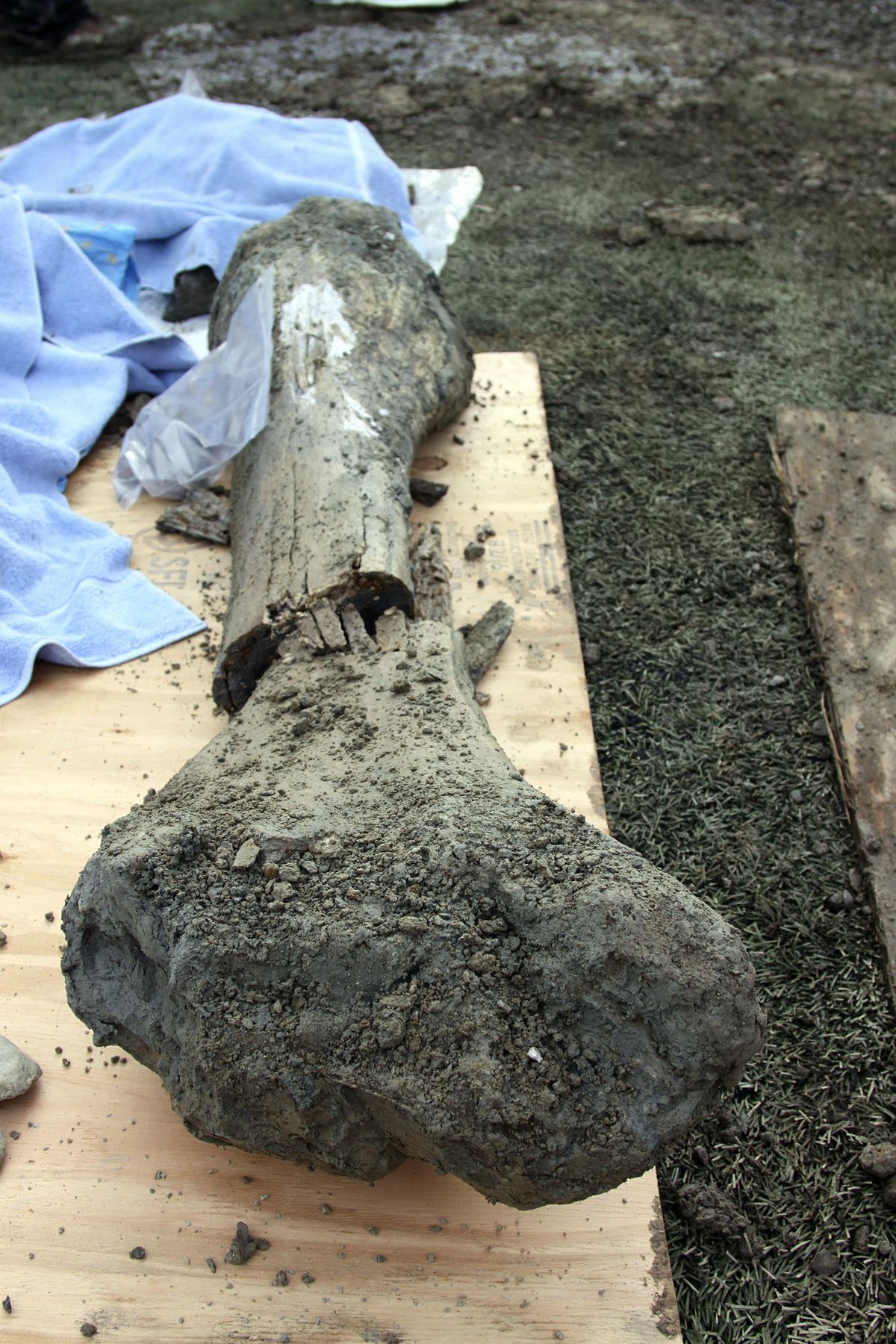 The femur of a mammoth found at an OSU construction site by a football field in Corvallis, Ore., is seen Jan. 26, 2016. (Theresa Hogue / AP)