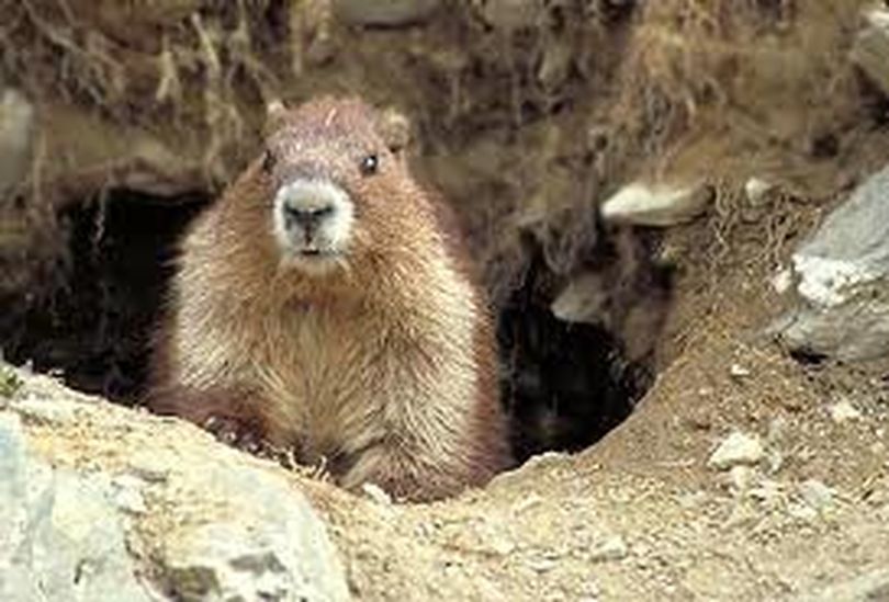 The Olympic marmot.