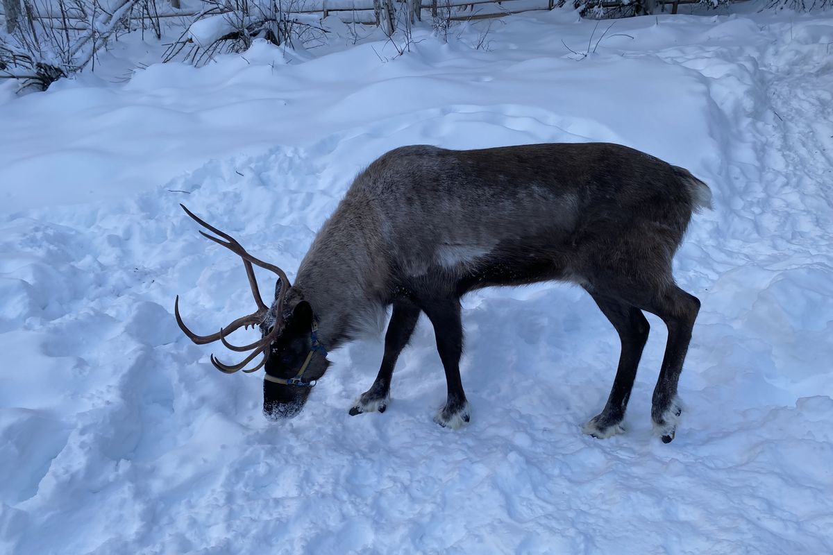 Ed Condran and his 16-year-old son Milo Condran traveled to Alaska over the Martin Luther King Jr. weekend this month. The trip included seeing wildlife like this reindeer.  (Ed Condran/The Spokesman-Review)