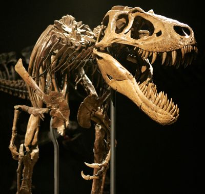 The skeletal remains of Jane, a prized juvenile Tyrannosaurus rex, are on exhibit at the Burpee Museum of Natural History in Rockford, Ill.  (Associated Press)