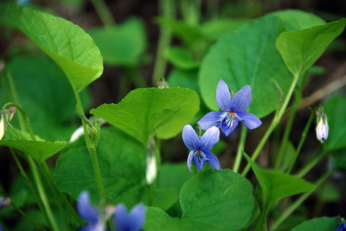 Blue violets on the Gold Hill Trail.   (Rich Landers / The Spokesman-Review)