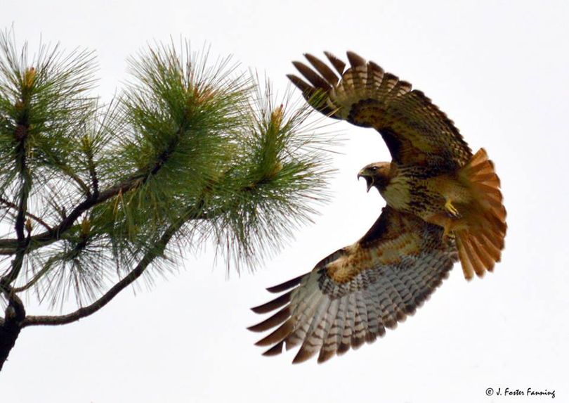 A red-tailed hawk lands in a ponderosa pine in Ferry County, Washington. (J. Foster Fanning)