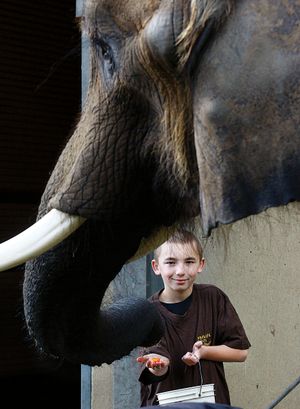 This Jan. 20, 2010 photo shows Wylie Malek, 10, feeding snacks to Tiki, an African elephant, at Wildlife Safari in Winston, Ore. Malek, who is autistic, has been provided with special access to the elephants, and the interactions are helping him learn social skills. (Robin Loznak / The News-review)