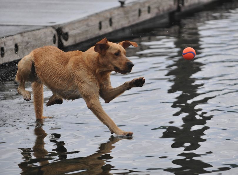 Baker, the dog seems to be walking on water to catch a ball thrown in Lake Whatcom  at Bloedel-Donovan Park Wednesday, July 28, 2011 in Billingham, Wash. (Philip Dwyer / The Bellingham Herald)