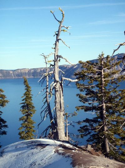 A dead whitebark pine stands on the rim of Crater Lake in Oregon. (Associated Press)