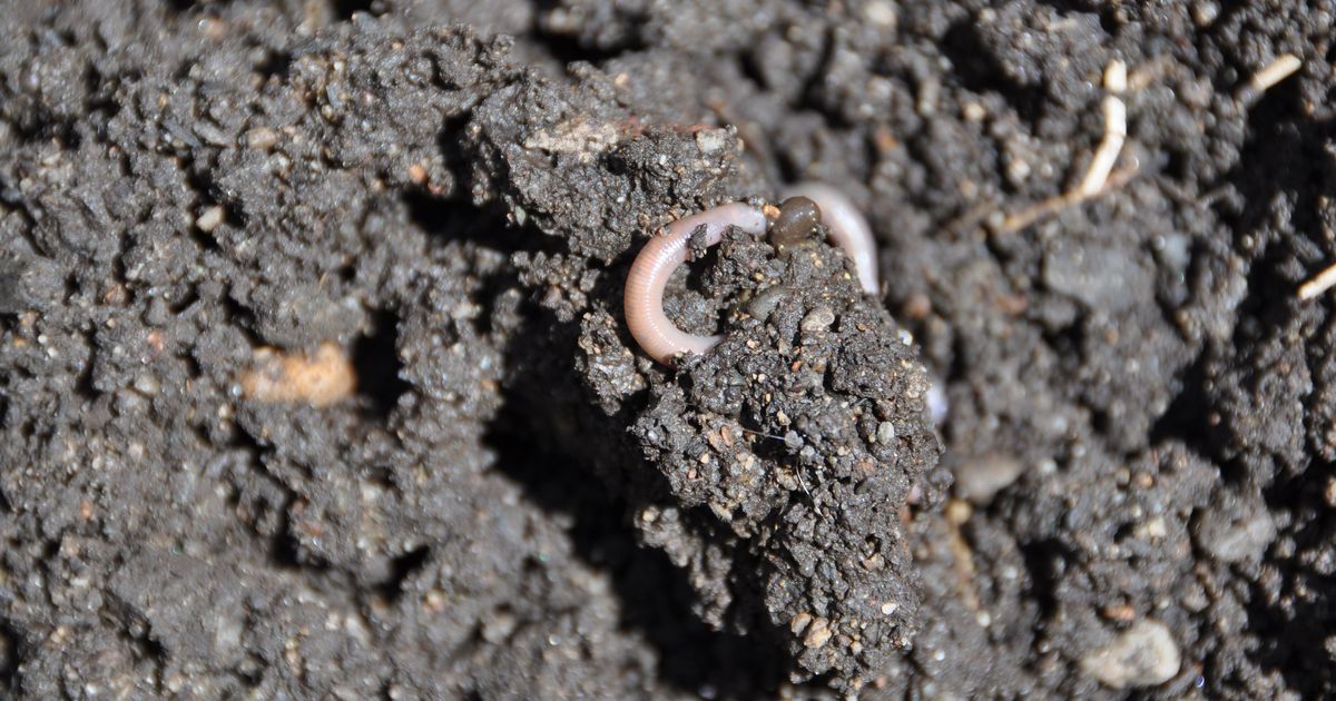 Gardening: Earthworms, nature’s tillers, are a garden’s powerful ally