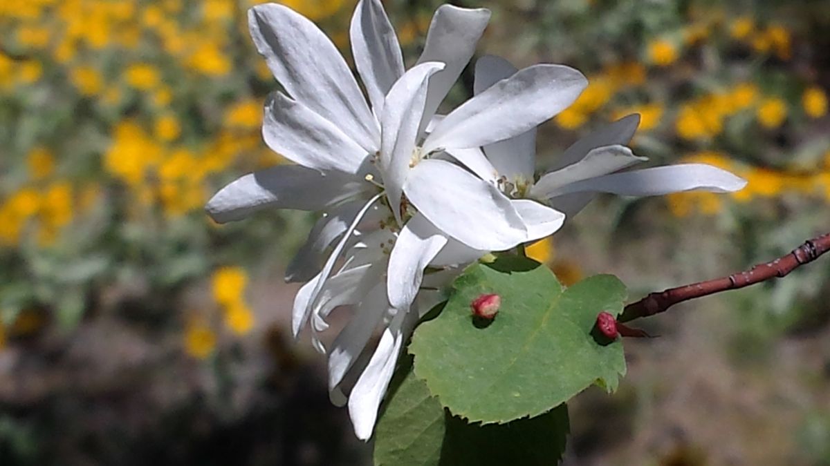 Serviceberry blossom. (Rich Landers)