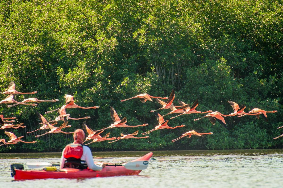 Kayakers paddle in a bay frequented by flamingos during a ROW Adventures active tour of Cuba. (CHAD CASE)