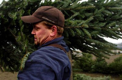 
Volunteer Matt White shoulders a Christmas tree to carry to a customer's car Saturday at the lot operated as a fund-raiser by Boy Scout Troop 3 in Coeur d'Alene. The Scouts also sold lights. 
 (Photos by Jesse Tinsley/ / The Spokesman-Review)