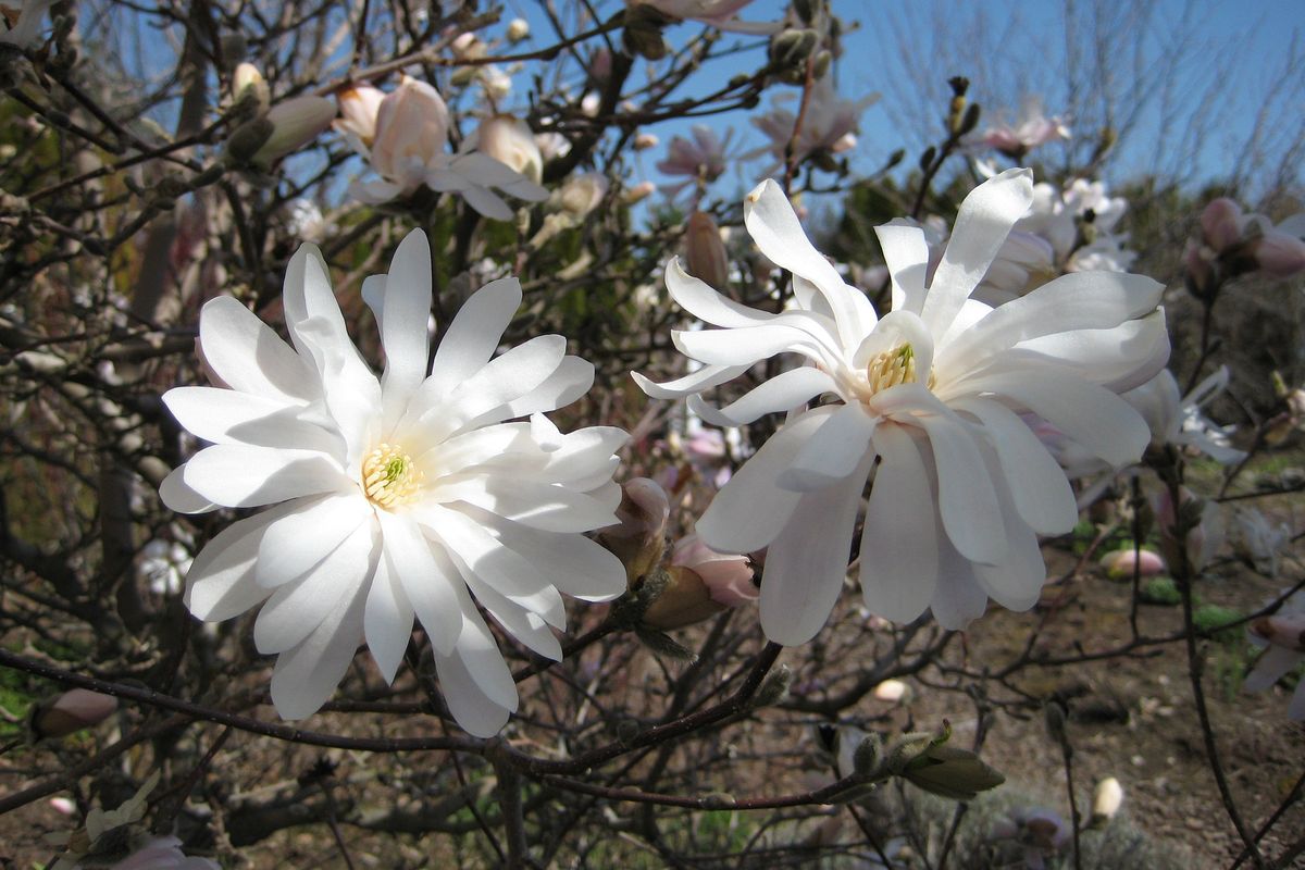 Star magnolia shrubs put on a springtime show when they burst into bloom.  (Susan Mulvihill/For The Spokesman-Review)