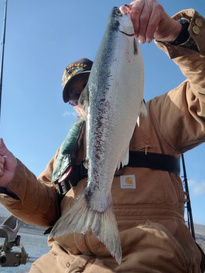 Dave Ross of Spokane hooked this nice kokanee along with a five-fish limit of rainbow trout while trolling in Lake Roosevelt on March 29, 2014. (Rich Landers)