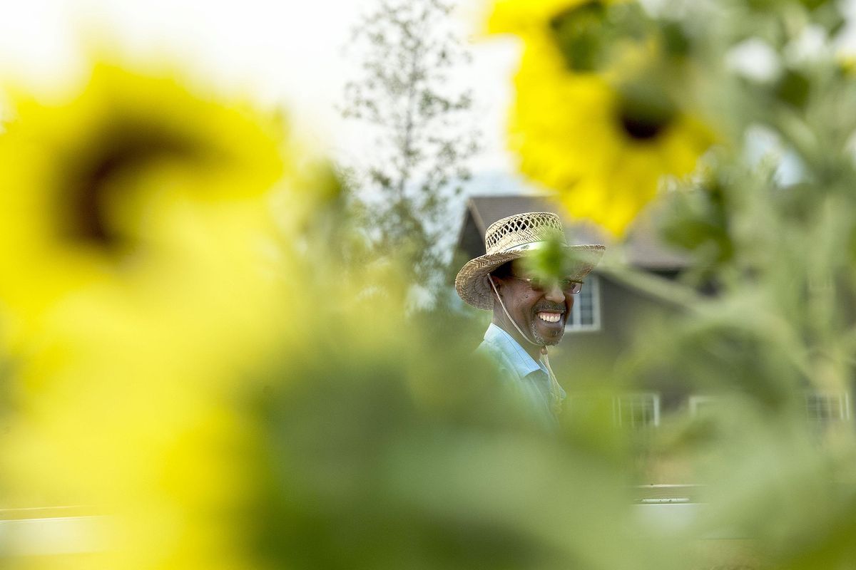 “This is a passion, I love gardening,” said Rupert Salmon as works in the community garden at Spokane valley Adventist Church Garden on Wednesday, August 9, 2017. (Kathy Plonka / The Spokesman-Review)