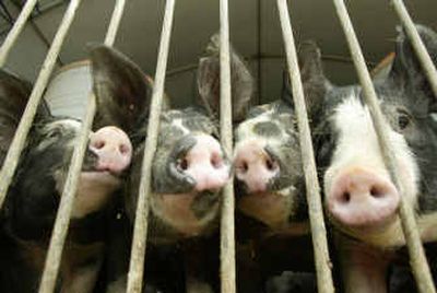 White faces mark Berkshire market hogs on Ruth and Jeff Goldenstein's operation near Kerkhoven, Minn. The breed, with meat that is red and marbled like a steak, nearly disappeared but is undergoing a renaissance.
(Associated Press / The Spokesman-Review)