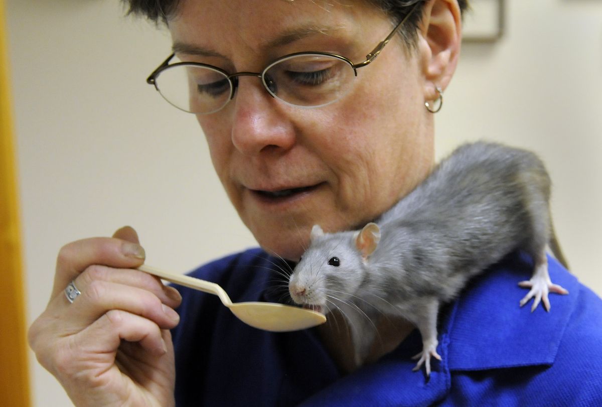 Meg Kelley, animal caretaker at the Palouse Discovery Science Center in Pullman, feeds Violet, one of her rats. (Dan Pelle / The Spokesman-Review)