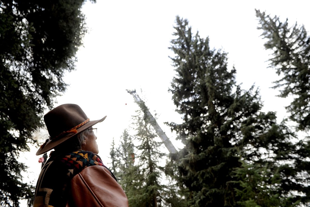 Kalispel Tribe member Johnny Arlee takes in the site of the U.S. Capitol Christmas Tree before the blessing in the Colville National Forest south of Usk, Wash., on Friday. (Kathy Plonka)