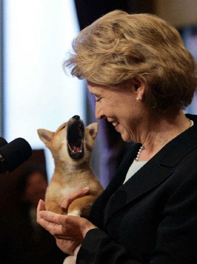 
Gov. Chris Gregoire smiles at her  new puppy, Trooper, as she introduces him at her weekly news conference Monday.
 (Associated Press / The Spokesman-Review)