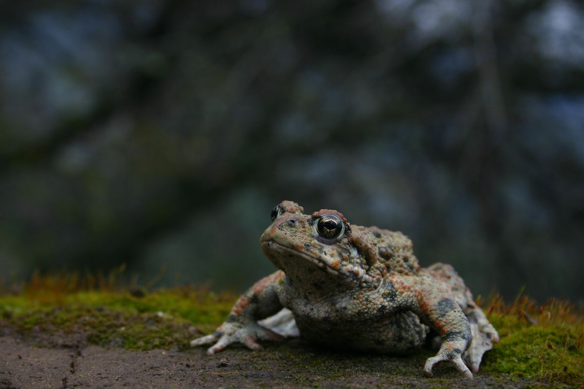 American toads can eat 100 insects a night.  (Michael F. Benard)