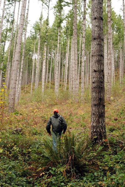 Pacific Forest Trust forester Matt Fehrenbacher hikes into a stand of Douglas firs on the Van Eck Oregon Forest near Burnt Woods, Ore., on Nov. 19.  (Associated Press)