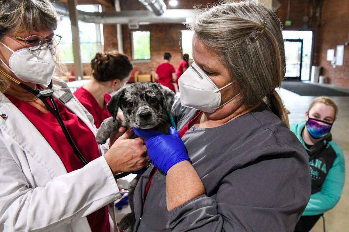 Wsu store vet clinic