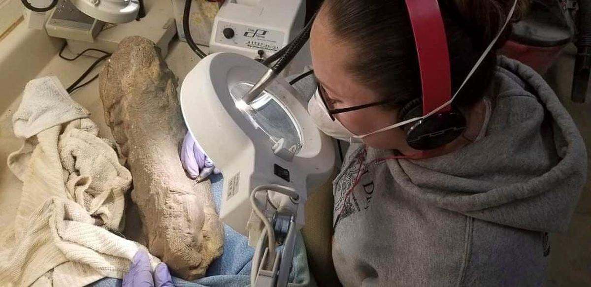 In an undated handout image, Mindy Householder, a co-author of a study and a preparator at the State Historical Society of North Dakota, working on a section of fossil. Study of a hadrosaur named Dakota found a new explanation for how dinosaurs could be mummified with their skin preserved through the eons. (Drumheller et al., PLoS One, 2022 via The New York Times) -- NO SALES; FOR EDITORIAL USE ONLY WITH NYT STORY SCI MUMMIFIED DINOSAUR BY JEANNE TIMMONS FOR NOV. 7, 2022. ALL OTHER USE PROHIBITED. --  (DRUMHELLER ET ALL. PLOS ONE 2022)