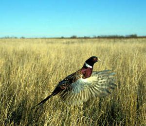 
Ring-necked pheasants are among the most popular upland birds for hunting in the West.

 (The Spokesman-Review)