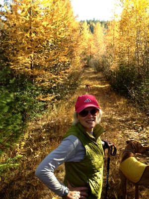 A golden pathway adorned by fall-changing larch and aspen greeted Ann Fennessy, her husband and dogs during a late October hike on a forest road closed to motorized vehicles in Stevens County. (courtesy)