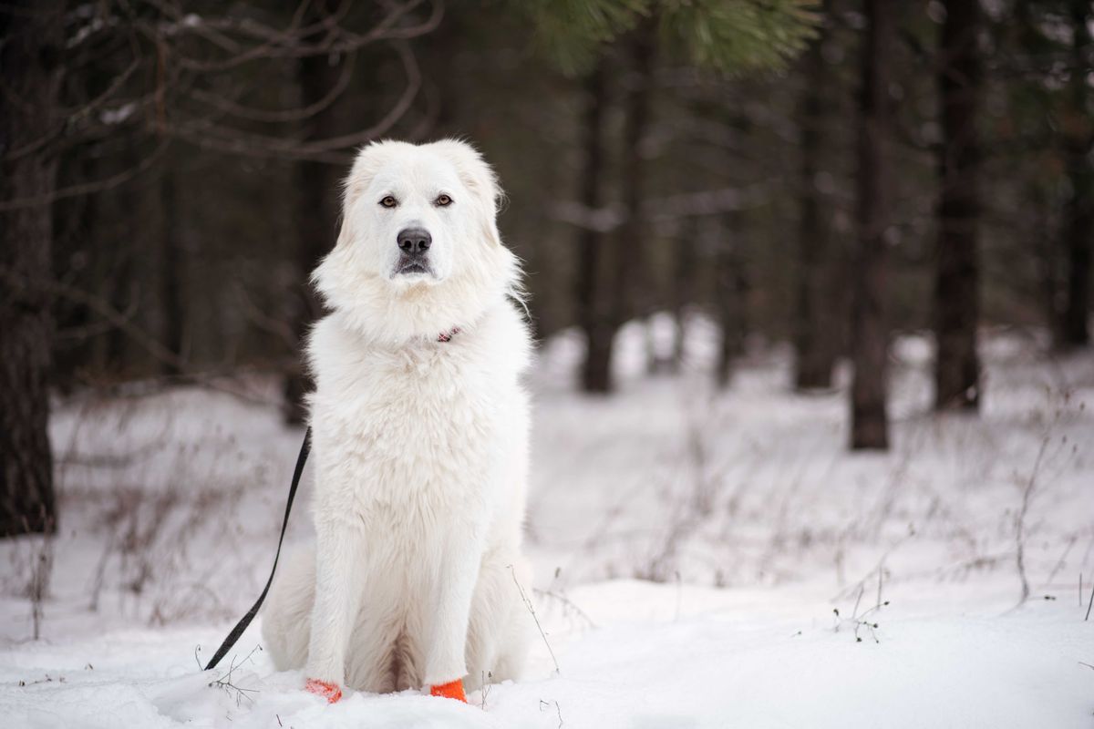 (Angela Schneider Noses & Toes Pet Photography)