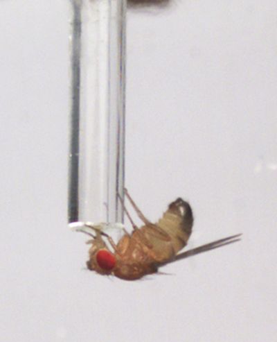 In this undated image provided by the University of California, San Francisco, a male fruit fly drinks alcohol-laced food from a tube. (Associated Press)