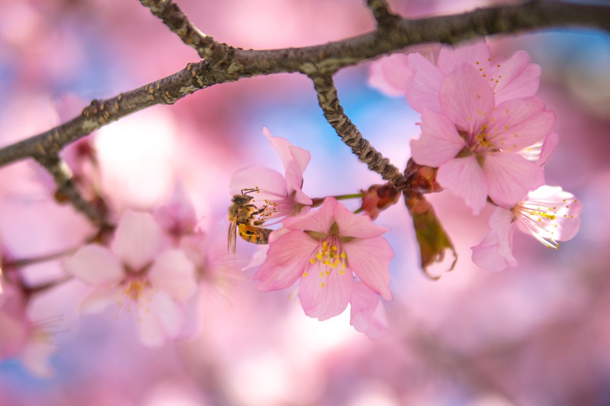 A honeybee pollinates a blossom April 15 in Spokane. When standing next to the trunk and listening closely under the tree, one could audibly hear the hum from the busy bees working through the blooms.  (Libby Kamrowski/The Spokesman-Review)