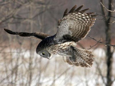 
A great gray owl dives after prey beneath snow in a field in January. On Monday a federal judge struck down the Bush administration's 2004 decision to ease old growth logging restrictions in the Northwest, saying the government failed to properly consider the effect on rare plants and animals, including the great gray owl. 
 (Associated Press / The Spokesman-Review)