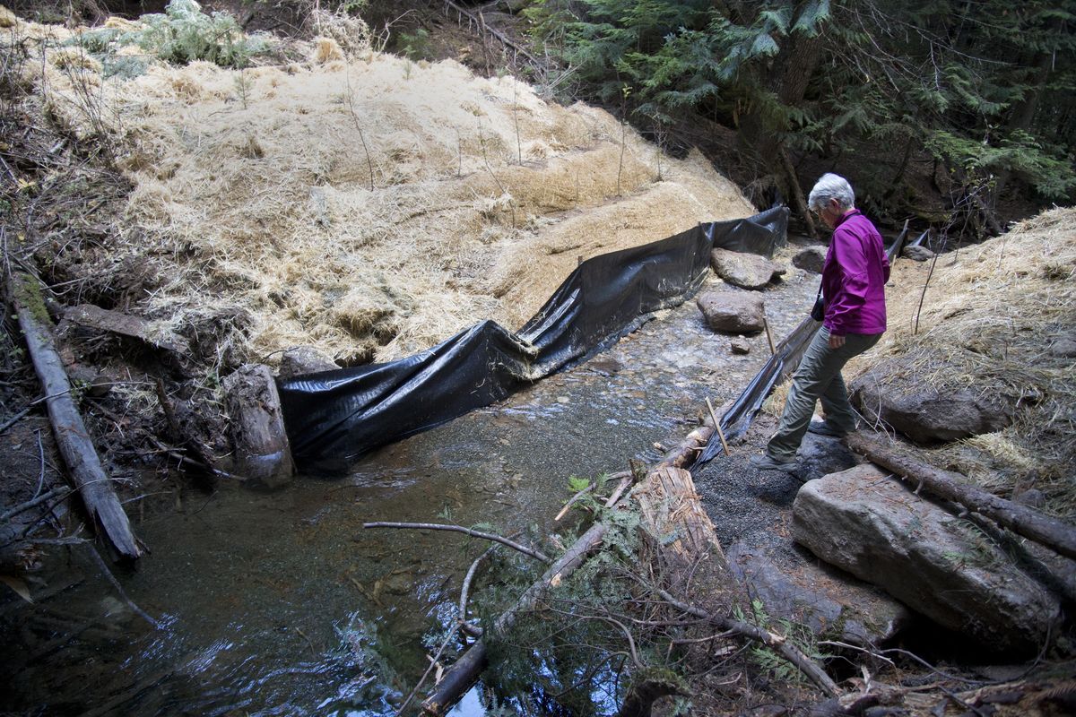 Marianne Barrentine crosses Blanchard Creek where county crews took out an undersized culvert, closing Blanchard Creek Road and restoring the stream, Tuesday, Oct. 20, 2015. The road on the north side of Mount Spokane, already nearly impassable because of heavy use and erosion, has been closed by the recent work. (Jesse Tinsley / The Spokesman-Review)