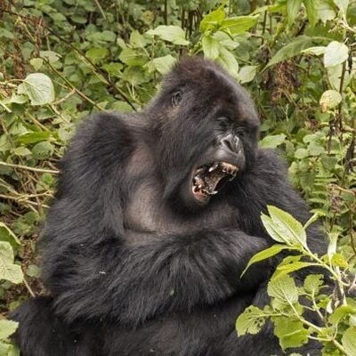 You can see this mountain gorilla’s huge chompers. But she’s not upset at all. She’s yawning. It can be tricky to understand the behaviors of other animals.  (Courtesy of Charles J. Sharp )