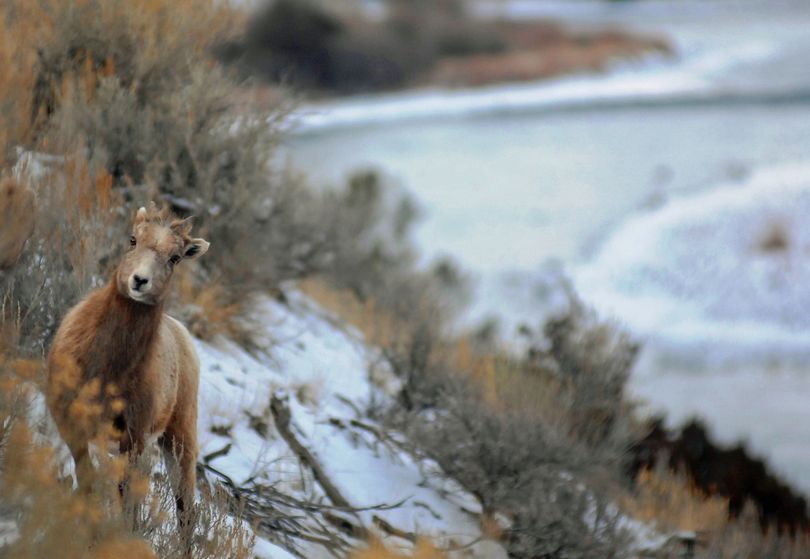 Montana’s bighorn sheep plan has come under fire after a few attempts to establish new herds. (Associated Press)